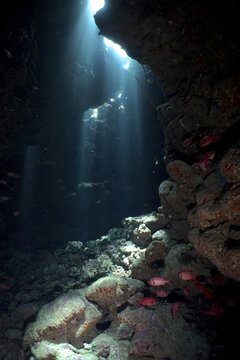 Shoal of white fringed soldierfish (Myripristis murdian) in cave, sun rays, light show. Dive site Fury Shoal, Egypt, Red Sea