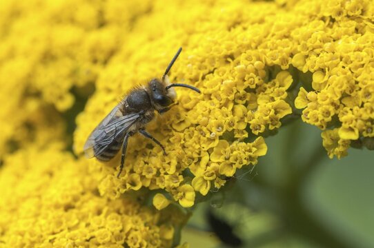 Colletes spec, hymenoptera, silkbee spec., insects, wild bees