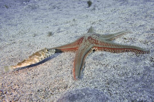 Large comb starfish (Astropecten aranciacus) and beaded pufferfish (Sphoeroides spengleri) on a sandy seabed underwater, Bufadero dive site, Palm Mar, Tenerife, Canary Islands, Spain