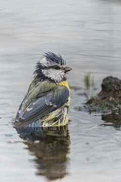 Blue tit, parus caeruleus, bath, bird bath, birds, high size, portrait format, tits, passeri, songbirds, tits, potions, birdbath, birds, watering place