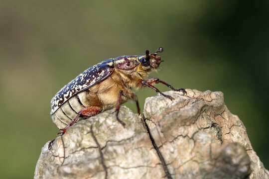 Leaf horn beetle, pine chafer, polyphylla fullo, scarabaeidae, Turkish May beetle, walker, beetle, coleoptera, insects, beetles