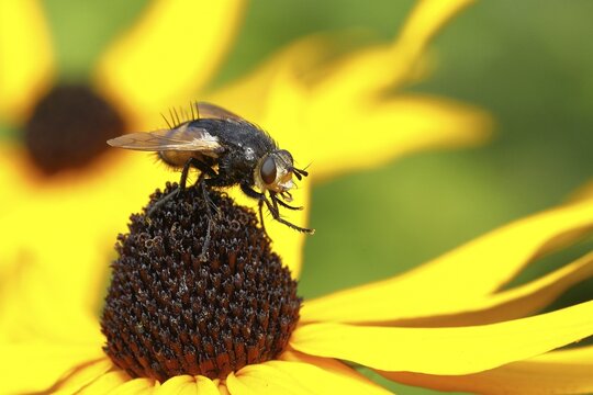 Giant tachinid fly (Tachina grossa), on yellow coneflower (Echinacea paradoxa), North Rhine-Westphalia, Germany