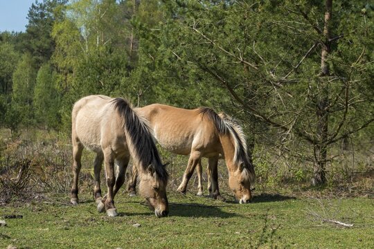 Equus caballus, domestic horse, odd-toed ungulates, perissodactyla, grazing, domesticated animals, extensive grazing, pet, horses, landscape management, landscape preservation, mammals, horses, mammals, unpaired ungulates
