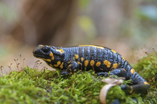Fire salamanders, fire salamanders, salamandra salamandra, amphibians, amphibians, caudata, amphibians, tail amphibians
