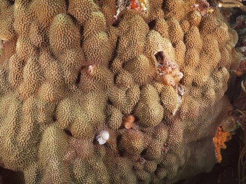 Structured coral formation of Mountain Star Coral (Orbicella faveolata) shows marine biodiversity at close range, including several specimens of Christmas Tree Worm (Spirobranchus giganteus), dive site John Pennekamp Coral Reef State Park, Key Largo, Florida Keys, Florida, USA