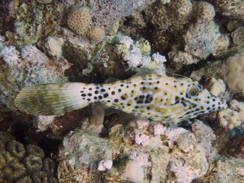 A fish with a spotted pattern, the script filefish (Aluterus scriptus), camouflaged in a coral reef environment. Dive site House Reef, Mangrove Bay, El Quesir, Red Sea, Egypt