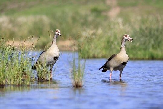 Nile gans (Alopochen aegyptiaca), adult, pair, standing in the water, alert, Kruger National Park, South Africa