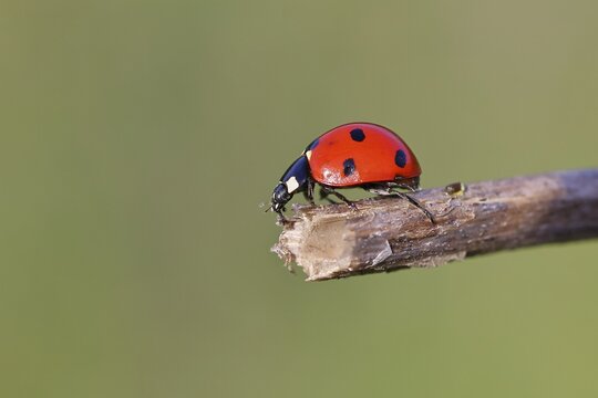 Seven-spot ladybird (Coccinella septempunctata), on a branch, close-up, Wilnsdorf, North Rhine-Westphalia, Germany