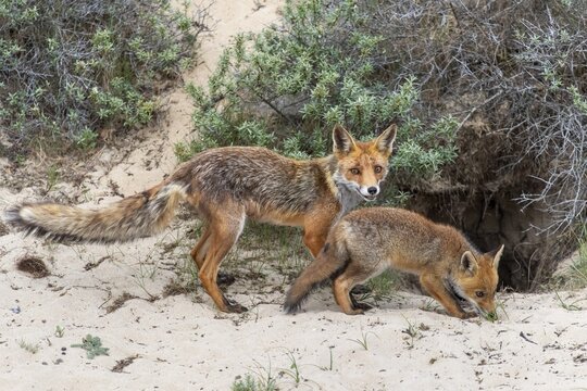 Fox (Vulpes vulpes) &ndash; vixen with cub, Zandvoort, Netherlands