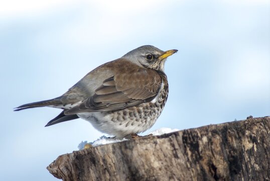 FieldFare, Turdus Pilaris, Juniper Thrush, Birds, Thrush, Garden, Meadow Orchard, Passeri, Songbirds, Orchard, Thrush, Birds