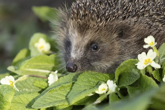 European hedgehog (Erinaceus europaeus) adult animal on wild primrose flowers in a garden in springtime, England, United Kingdom