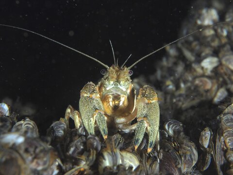 An American crayfish (Faxonius limosus), an invasive species, looks into the camera, surrounded by quagga mussels (Dreissena rostriformis bugensis), an invasive species, at the Wildsau dive site, Berlingen, Lake Constance, Switzerland, Germany