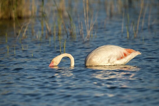 Afro-Asian Greater Flamingo, Eurasian Flamingo, European Flamingo, Granelli, Greater Flamingo, Italy, Pantano Cuba Lagoon, Pantano Longarini Lagoon, Pantani Cuba and Longarini, Phoenicopterus Roseus, Rosy Flamingo, Migratory Bird Sanctuary Pantani Cuba & Longarini, Birds, Ciconiiformes, Flamingo, Italy birds, Sicily, Foundation for Biodiversity, stork birds, birds