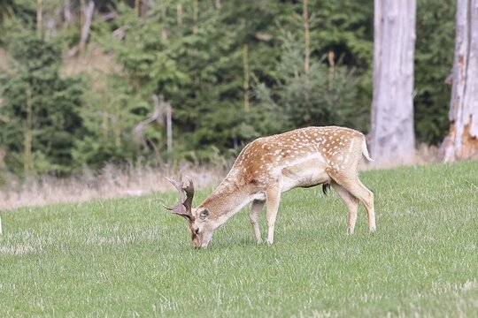 Fallow deer (Dama dama), young deer grazing in a forest clearing, North Rhine-Westphalia, Germany