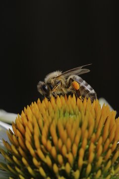 European honeybee (Apis mellifera), with pollen cup collecting nectar from a White Coneflower (Echinacea paradoxa) flower, black background, Wilnsdorf, North Rhine-Westphalia, Germany