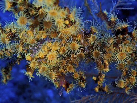 Yellow cluster anemone (Parazoanthus axinellae), dive site Las Cabras, La Palma, Canary Islands, Spain, Atlantic Ocean