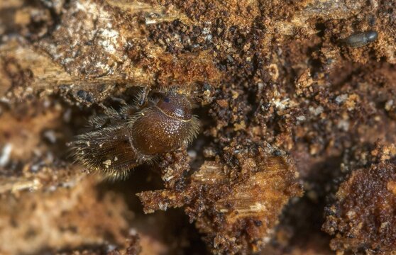 Letterpress, curculionidae, European spruce bark beetle, spruce bark beetle, large eight-toothed spruce bark beetle, ips typographus, weevils, beetles, bark beetles, coleoptera, insects, beetles