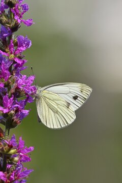 A Cabbage butterfly (Pieris brassicae) sucking nectar on the flower of the purple loosestrife (Lythrum salicaria), in a natural environment in the wild, nice bokeh in the background, Wildlife, Insects, Butterflies, Butterflies, Wilnsdorf, North Rhine-Westphalia, Germany