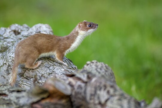 A stoat (Mustela erminea) keeps watch from a tree trunk, Vechta, Lower Saxony, Germany