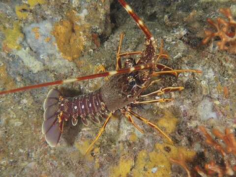 European spiny crayfish (Palinurus elephas) on a colourful seabed, dive site Giens Peninsula, Mediterranean Sea, Porquerolles, Provence, C&ocirc;te d'Azur, France
