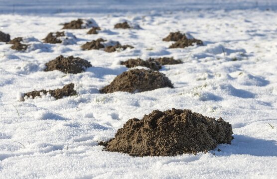 Insectivora, insectivora, mole, talpa europaea, mammals, molehill, snow, mammals, winter