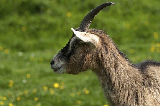 Artiodactyla, Capra aegagrus hircus, even-toed ungulate, domestic goat, cloven-hoofed, domesticated animals, goat, pet, mammals, goat