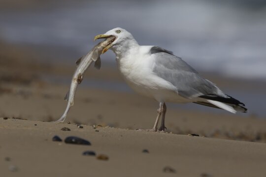 Herring gull (Larus argentatus) adult seagull bird feeding on a dogfish fish on a beach, England, United Kingdom
