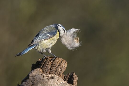 Blue tit, parus caeruleus, birds, feathers, tits, nest building, passeri, songbirds, tits, birds