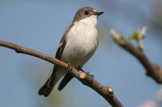 Ficedula hypoleuca, pied flycatcher, mourning snapper, mourning catcher, birds, passeri, songbirds, songbirds, birds