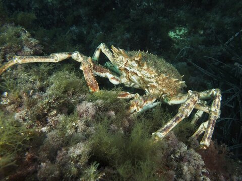 A European spider crab (Maja squinado) moves over rocks covered with algae, dive site Giens Peninsula, Mediterranean Sea, Porquerolles, Provence, C&ocirc;te d'Azur, France