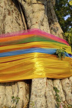 Sacred cloths wrapped around the root system of a strangler fig (Ficus religiosa), Ayutthaya, Thailand
