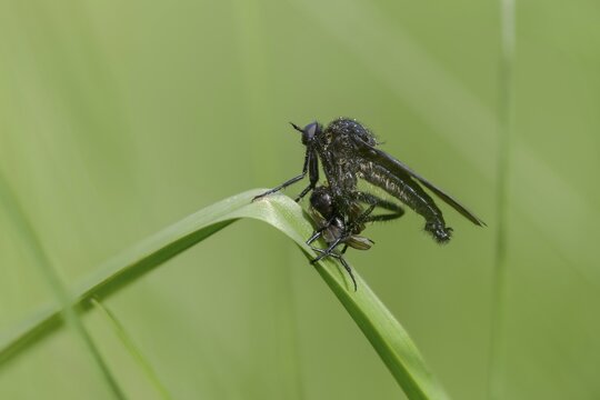 Empididae spec, dance fly spec, balloon flies, prey, dagger flies, diptera, insects, insects, hunting, two-winged