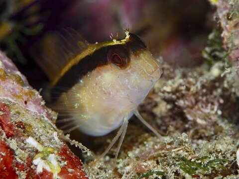 A curious fish, longitudinal striped blenny (Parablennius rouxi), looks out of a cave surrounded by colourful algae, dive site Giens Peninsula, Mediterranean Sea, Porquerolles, Provence, C&ocirc;te d'Azur, France