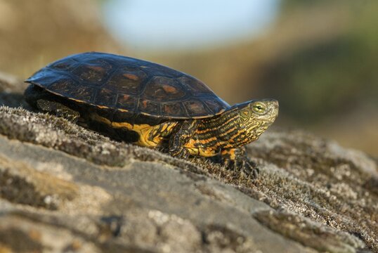 Mauremys leprose, Moorish brook turtle, Spanish water turtle, Spanish terrapin, critters, extremadura, reptilia, reptiles, turtles, Spain, tortoise, turtles