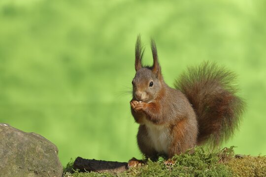 Eurasian red squirrel (Sciurus vulgaris) during ground foraging, North Rhine-Westphalia, Germany