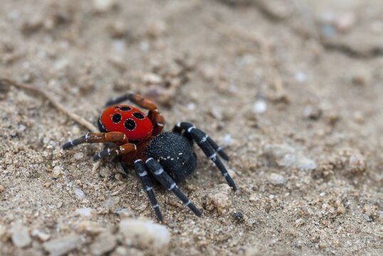 Eresus cinnaberinus, ladybird spider, arachnids, Bulgaria, male, spiders, spiders, spiders