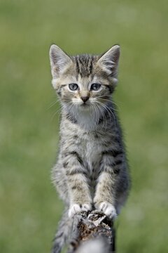 Domestic cat, Germany, tiger kitten sitting attentively on a piece of wood, green meadow in the background