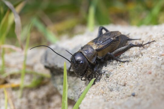 Field cricket, Gryllus campestris, ensifera, field cricket, crickets, insects, insects, long-feeler scare