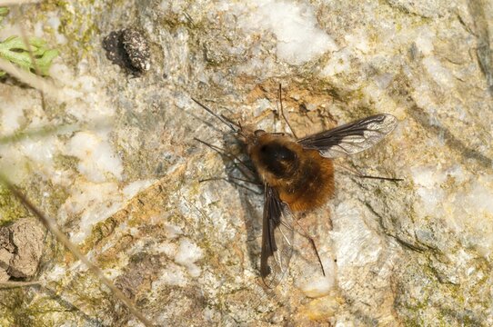 Bombyliidae, Bombylius major, flies, large woolswear, woolswear, arge bee-fly, diptera, insects, the dark-edged bee-fly, the greater bee fly, two-winged