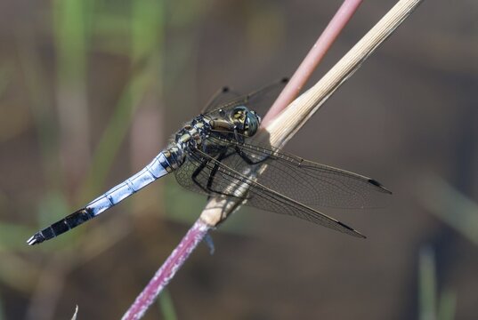 Eastern blue arrow, orthetrum albistylum, white-tailed skimmer, anisoptera, damselflies, dragonflies, Greece, insects, dragonflies, males, odonata
