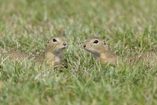 European ground squirrel (Spermophilus citellus) two animals meet in a meadow, Burgenland Austria