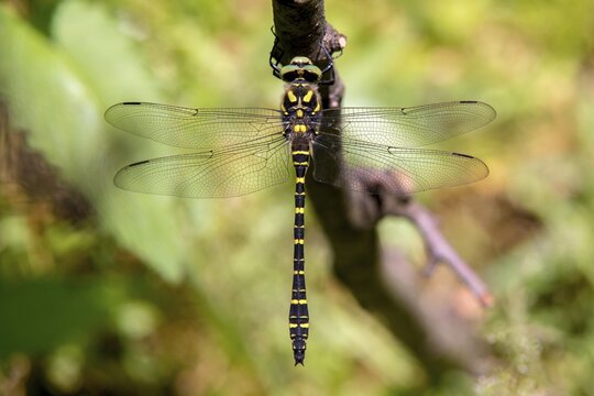 Cordulegaster Boltoni, Golden-ringed Dragonfly, Two-Striped Spring Maiden, Anisoptera, Damselflies, Dragonflies, Insects, Dragonflies, Odonata