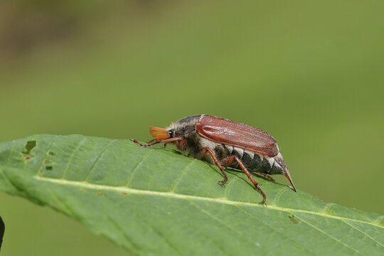 May beetle, wood cockchafer (Melolontha hippocastani), male, on leaf of a horse chestnut (Aesculus hippocastanum), close-up, Wilnsdorf, North Rhine-Westphalia, Germany