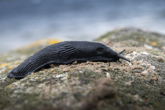 Arion Rufus, Arionidae, big red snail, red slug, red snail, snails, gastropods, mollusca, snails, snails, molluscs