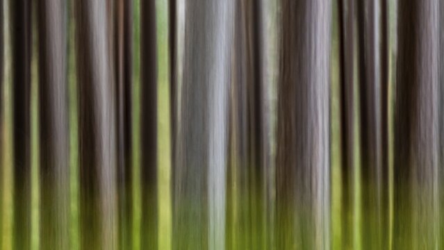 Pine (Pinaceae) in a forest in Scotland, Aviemore, Scotland, United Kingdom