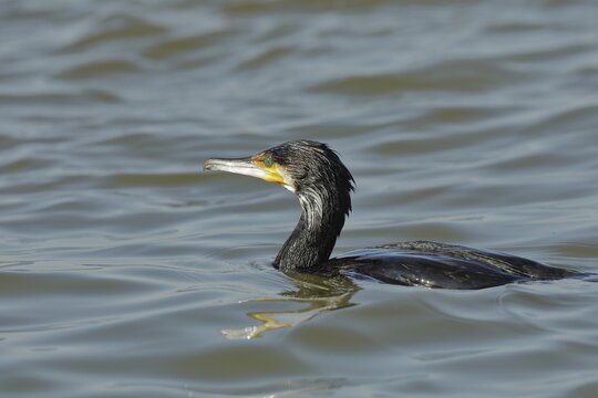 Great cormorant (Phalacrocorax carbo), hunting for fish on the Rhine, just emerged, Lower Rhine, Bieslicher Insel, North Rhine-Westphalia, Germany