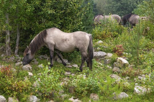 Equus Caballus sspec., horse, konic, odd-toed ungulates, perissodactyla, grazing, domesticated animals, extensive grazing, pet, horses, landscape management, landscape preservation, mammals, horses, pony, mammals, unpaired ungulates