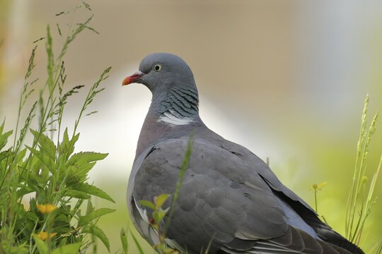 Common wood pigeon (Columba palumbus), stands in a meadow, North Rhine-Westphalia, Germany