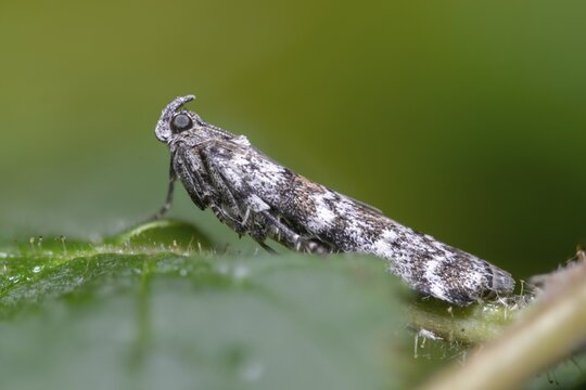 Dark pine knot horn, dioryctria abietella, spruce cone moth, insects, moths, moths, butterflies
