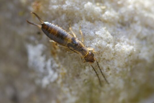 Dermaptera, earwigs, European earwig, forficula auricularia, common earwig, earworm, insects